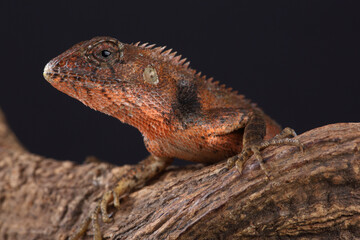 Portrait of an Oriental Garden Lizard on a branch
