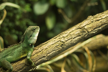 green lizard on a tree