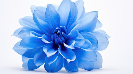 floral blue flower on white - obrazy, fototapety, plakaty
