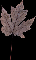 Autumn leaf from tree isolated