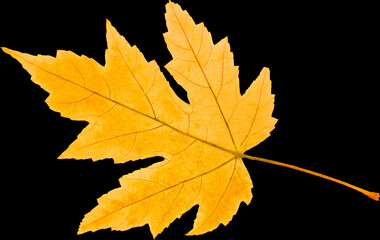 Obraz premium Autumn leaf from tree isolated