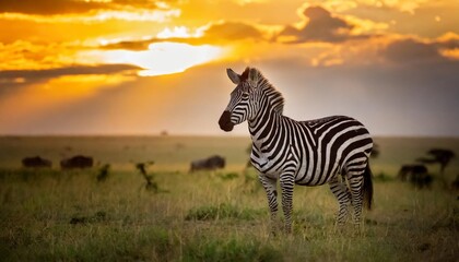 zebra at sunset in the serengeti national park africa tanzania - obrazy, fototapety, plakaty