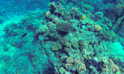 Amazing  coral reef and fish