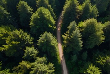 Fototapeta premium aerial view of a dirt road in the middle of a forest
