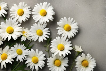 Fototapeta premium White Daisies on Grey Background