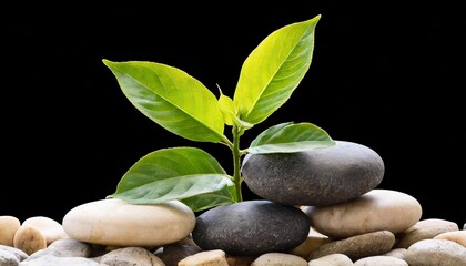 plant on the top of stones png file