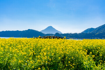 池田湖と開聞岳と菜の花（指宿市）