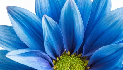 blue petals