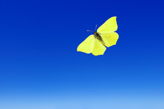 male brimstone in flight (gonepteryx rhamni) Bavaria, Germany - Powered by Adobe