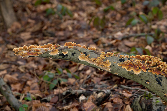 Hairy Curtain Crust Fungus  resp.Stereum hirsutum,Rhineland,Germany