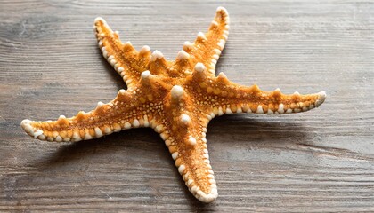 starfish ocean marine animal isolated on transparent background