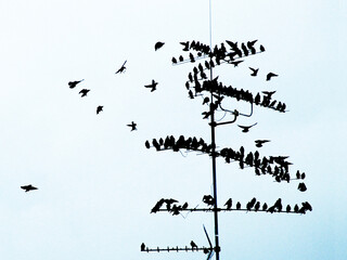 flock of common starlings (Sturnus Vulgaris) on TV antenna Munich, Bavaria, Germany