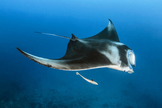 Manta raya de arrecife en Maldivas