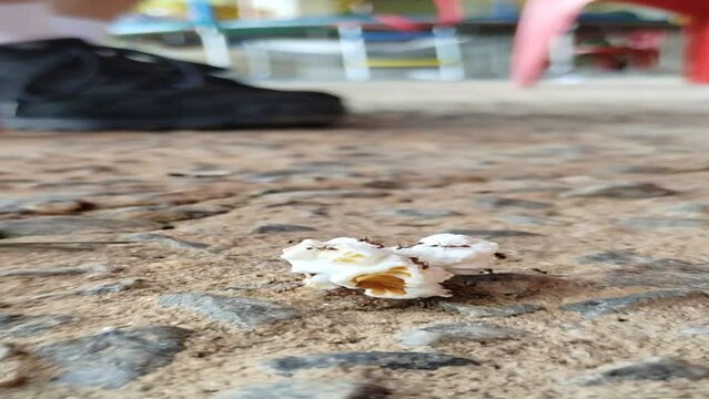 Teamwork of ants carrying popcorn