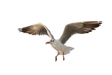 Beautiful flying seagull isolated on transparent background png file