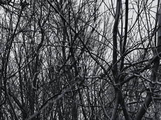 Dark sky seen through the trees