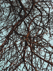 tree branches against sky