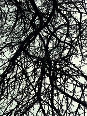 The sky seen through the trees