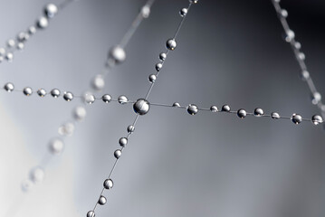 small blue water droplets hang on fishing line