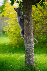 Russisch Blau Katze klettert einen Baum hoch