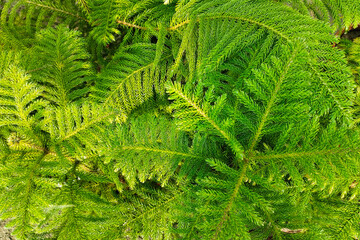 fern leaf background Close up of fern