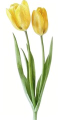 Watercolor of yellow tulips bouquet. ai generated