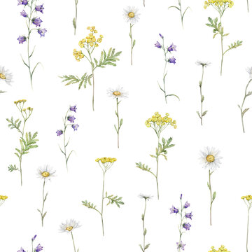 Seamless pattern watercolor meadow flower with white chamomile and violet bluebell. Repeat wallpaper forest flower yellow ranunculus and tansy. Hand drawn illustration on isolated background.