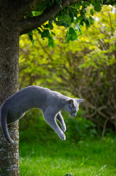Absprung einer Russisch Blau Katze vom Baum