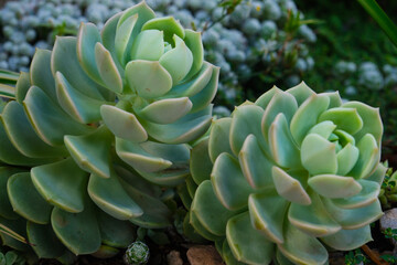 Echeveria, Echeveria is a genus of succulent plants, sunny day, no people, Argentina