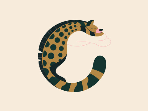 Letter C - African Civet Cat