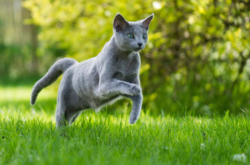 Russisch Blau Katze rennt durch den Garten