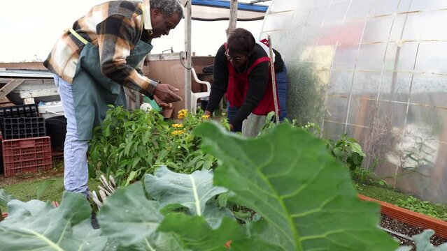 african american senior man and woman growing crops in greenhouse