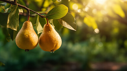 Ripe pears growing on a branch with green leaves in the garden. Sunny day. Bokeh effect. AI generative