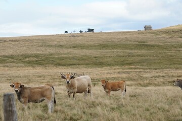 vaches en Aubrac et buron