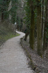 Fototapeta premium Path in the woods