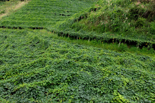 Luo han guo fields in Guangxi China