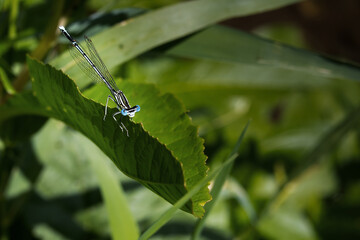 Blaue Federlibelle (Platycnemis pennipes)