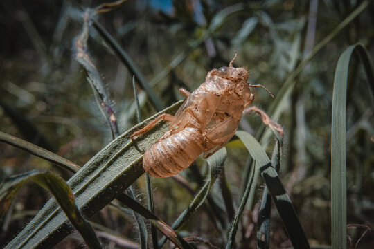Cicada shell 2