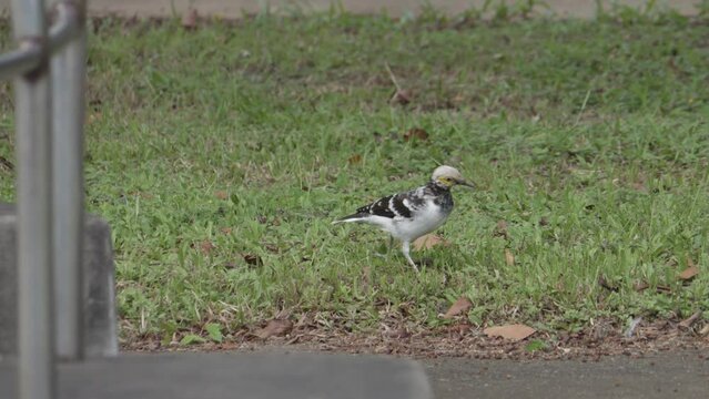 Black-collared Starling Seraching for Food, Taiwan, Tracking shot
