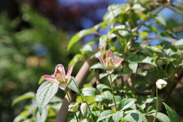 Clematis montana ‘Marjorie'