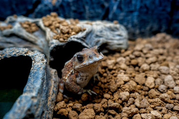 ミヤコヒキガエルのアップ