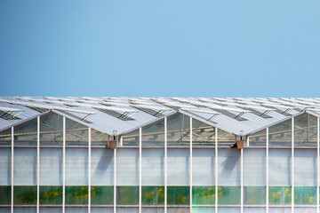Obraz premium glass greenhouses. growing vegetables and flowers
