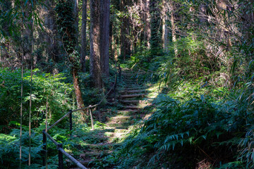 黒川洞穴へ続く遊歩道の風景（日置市）