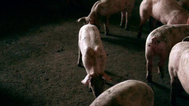 Breeder pig with dirty body scramble eat food , Close-up of Pig's body beset livestock .Big pig on a farm in a pigsty, young big domestic pig at animal farm indoors,4k video