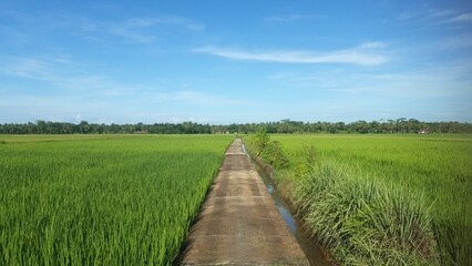 A long walk in the middle of a large rice field in the morning with a beautiful view of blue clouds