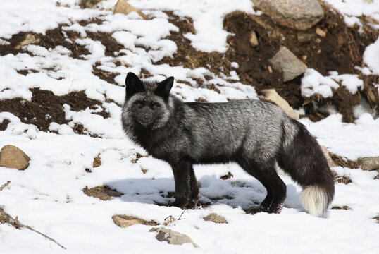 silver fox in nature during winter