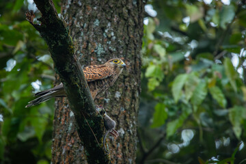 Spotted kestrel falco moluccensis eating wild rat on high tree top, natural bokeh background