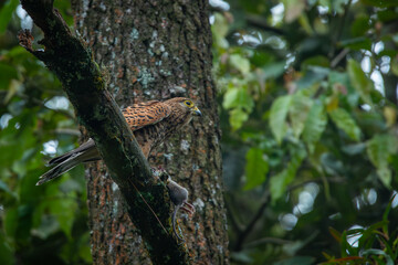 Spotted kestrel falco moluccensis eating wild rat on high tree top, natural bokeh background