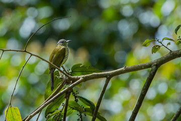 Olive bulbul Iole virescens perching on a branch in mount Lawu montane forest East Java, with natural bokeh background	