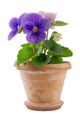 Muurstickers A display of blooming pansies with lush green leaves in an aged terracotta pot, isolated on a transparent background © Sviatlana
